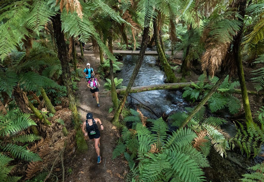 Tarawera Ultramarathon forest, New Zaeland
